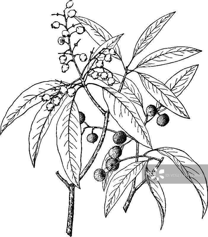 老式亚利桑那红莓树图片素材