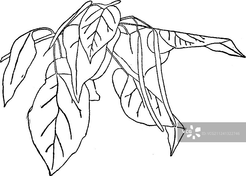 美国楸老式风格图片素材