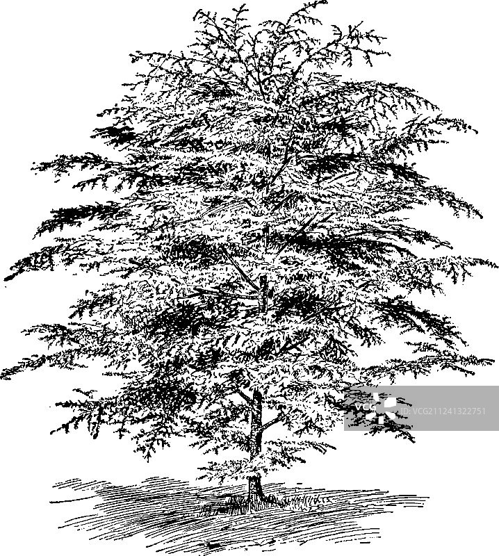 复古阿特拉斯雪松图片素材