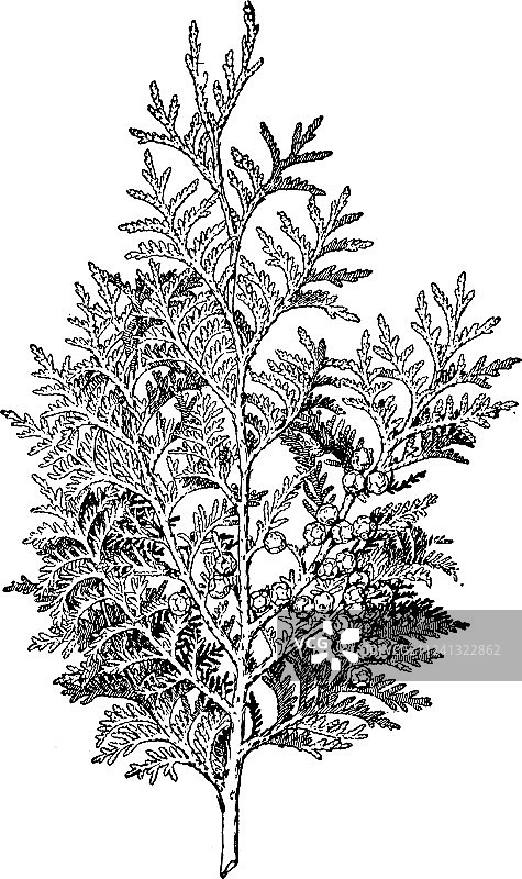 日本扁柏 复古图片素材