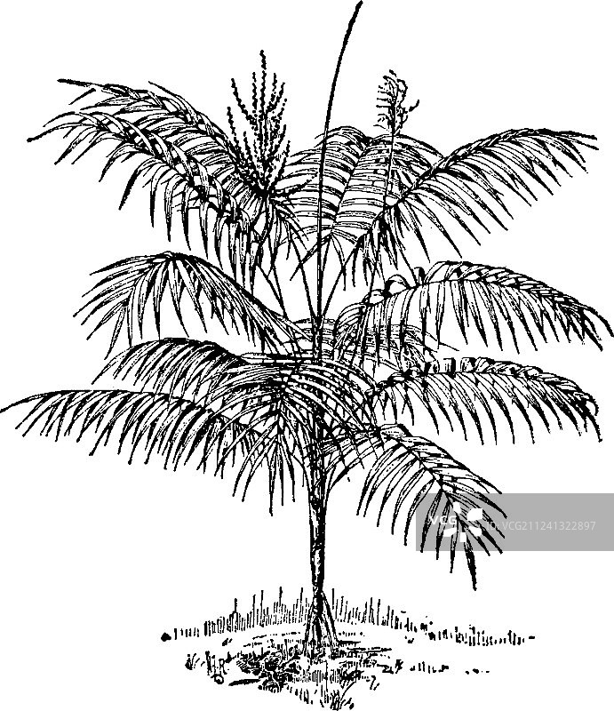 蓝绿棕榈复古插画图片素材