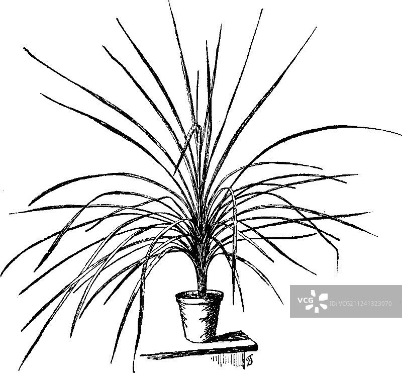 澳洲朱蕉复古风图片素材