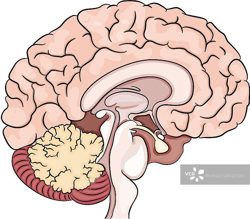 人类的大脑图片素材