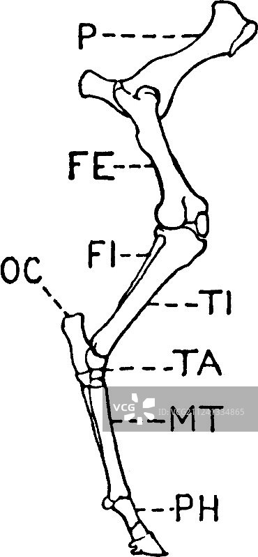 马腿复古风格图片素材