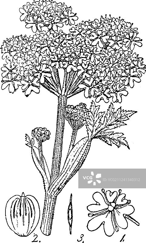 怀旧风格的防风草图片素材