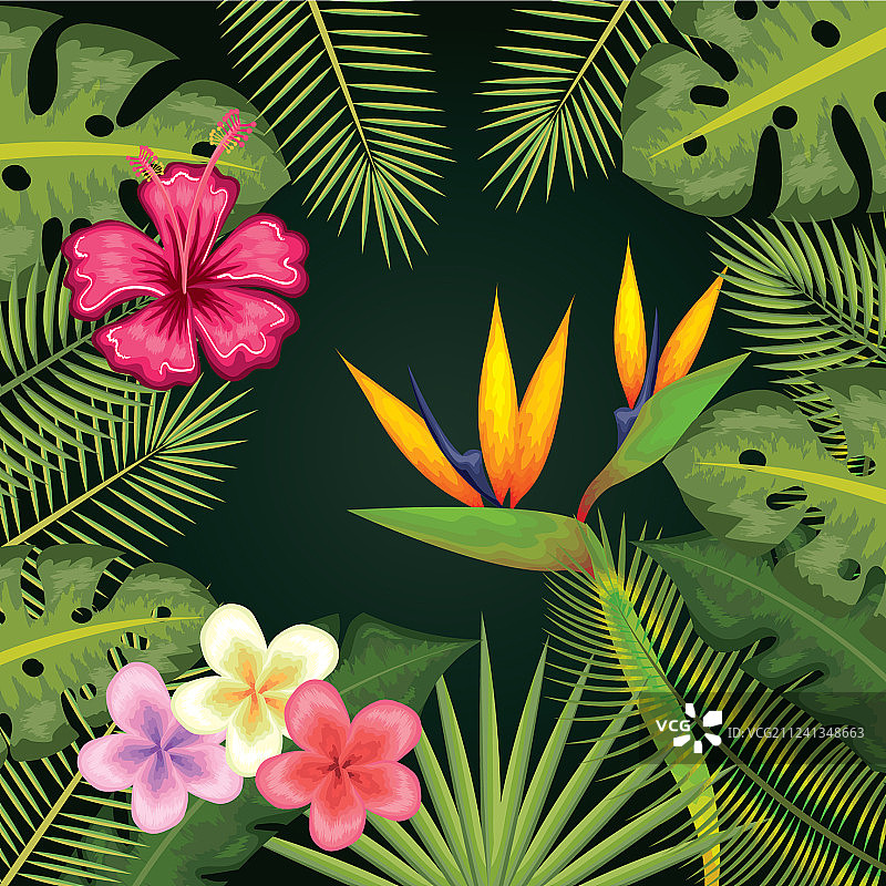 热带花卉设计图片素材