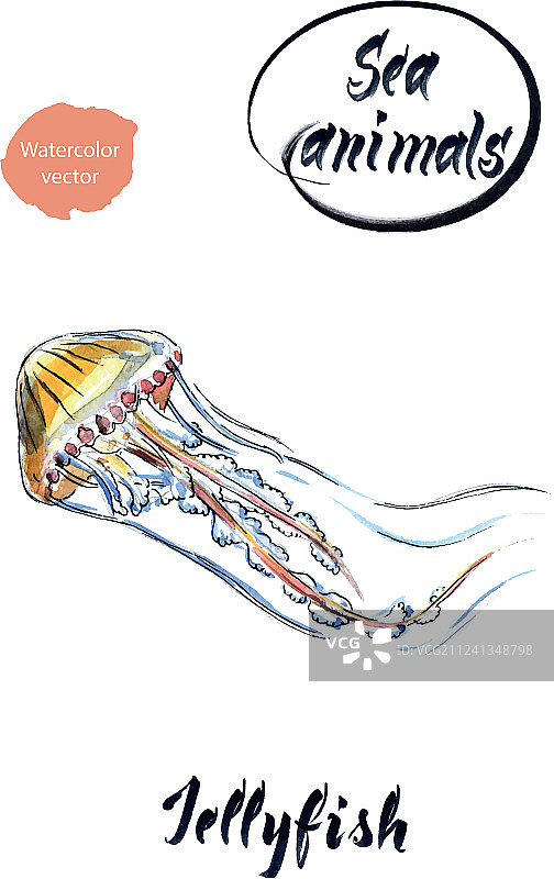 水彩水母图片素材