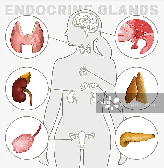 内分泌腺图像图片素材