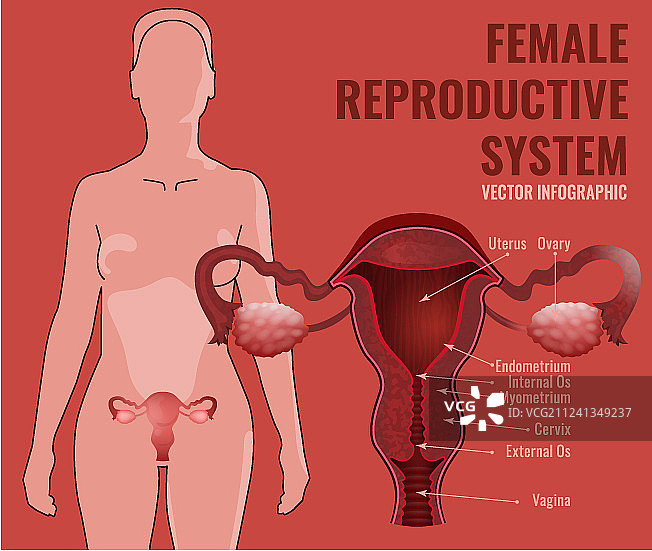 女性生殖系统图片素材