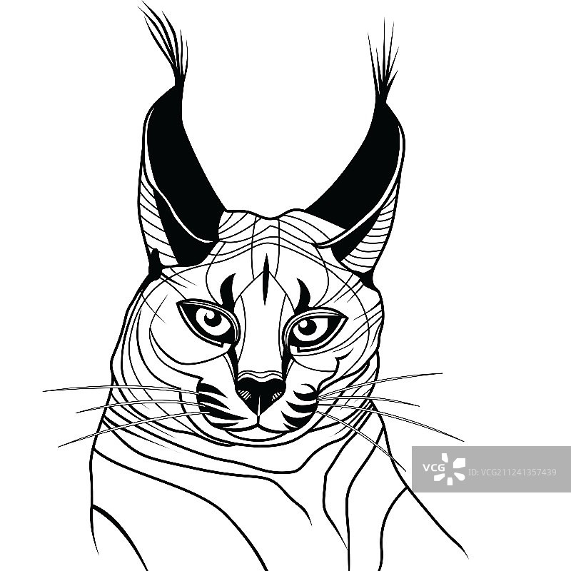 狞猫幼崽野生动物素描纹身图片素材