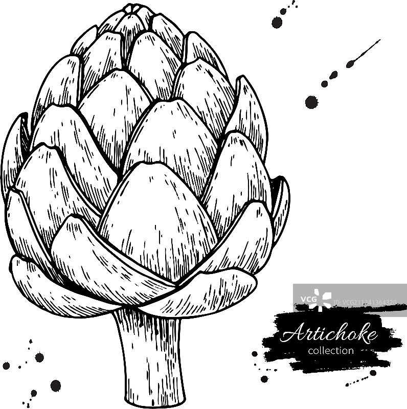 手绘朝鲜蓟图片素材