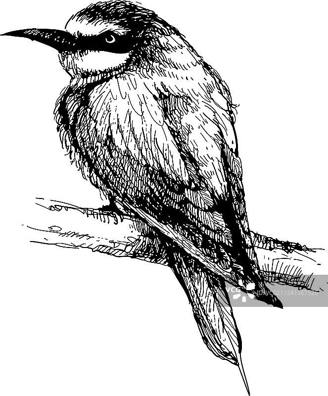 手绘蜂虎鸟涂鸦图片素材