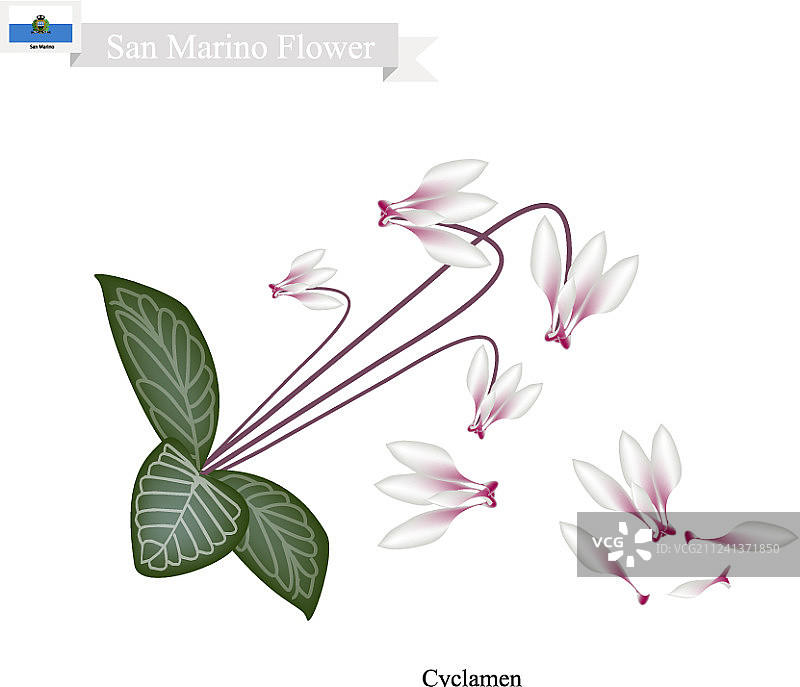 圣马力诺国花：仙客来图片素材