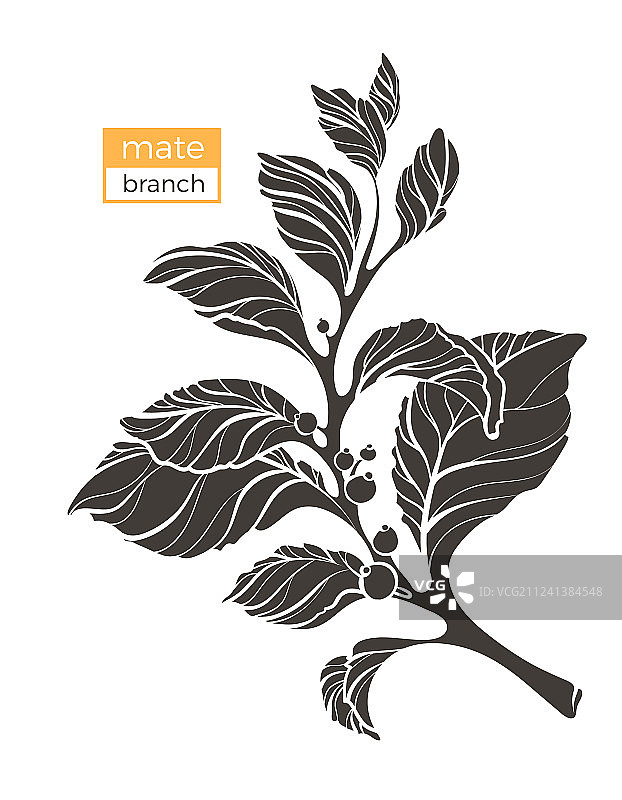 马黛茶树枝形状3图片素材