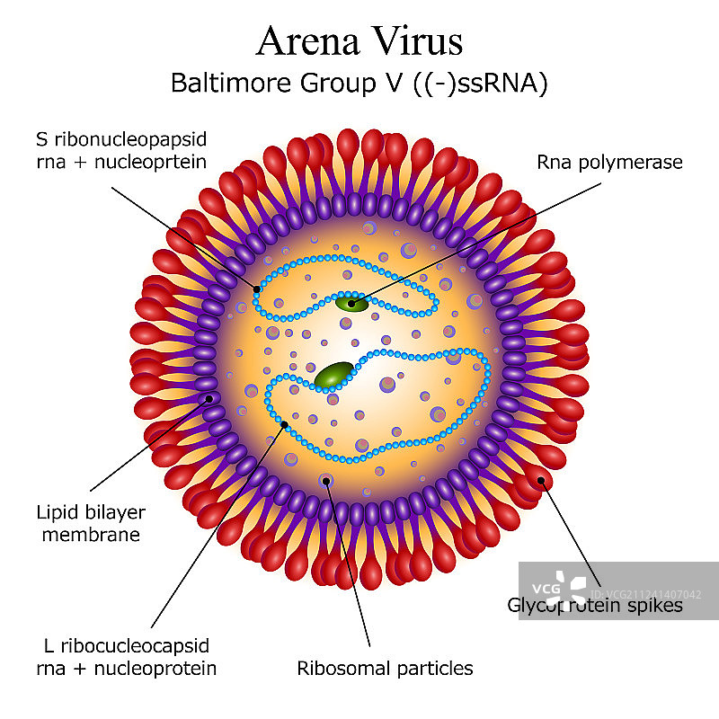 沙粒病毒颗粒结构图图片素材