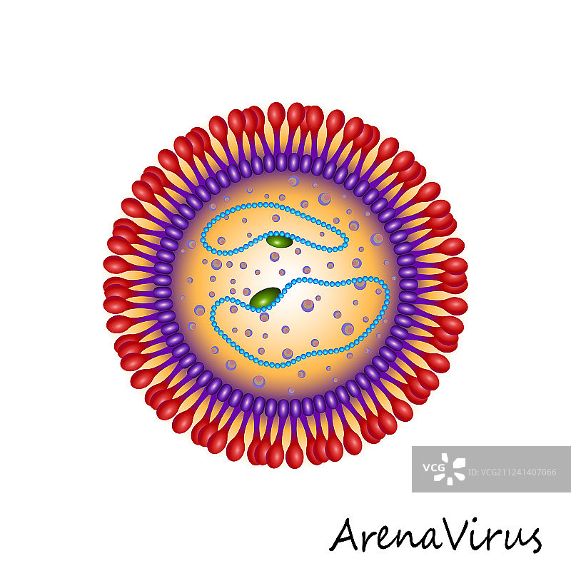 分离的竞技场病毒颗粒结构图片素材
