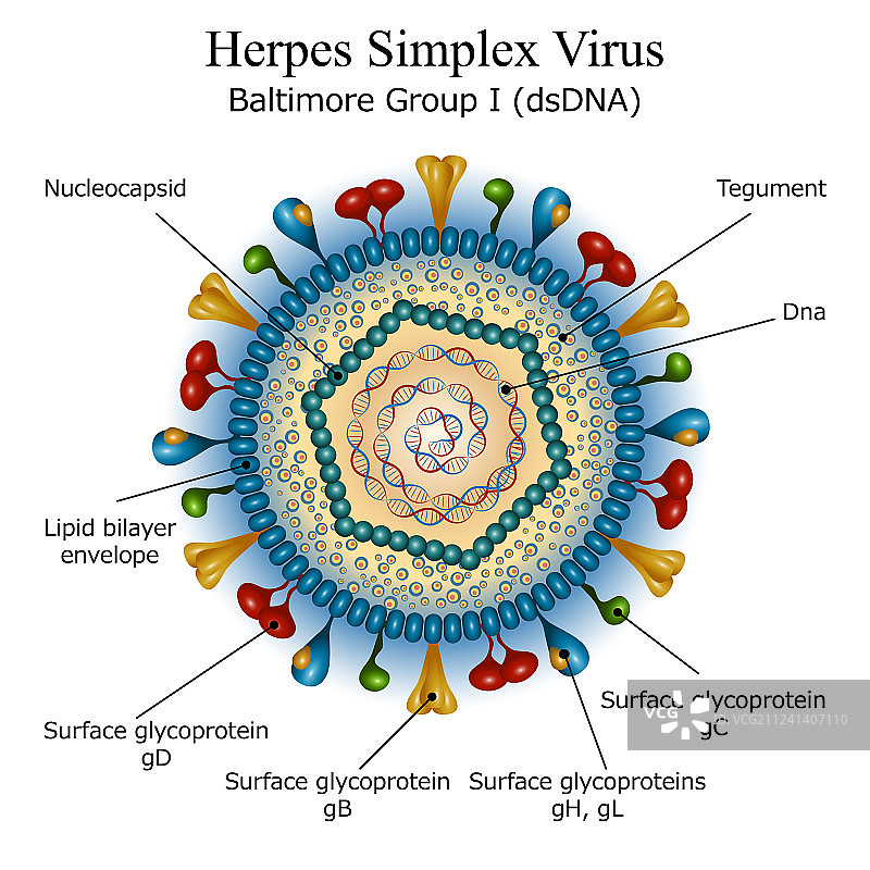 单纯疱疹病毒颗粒结构图图片素材