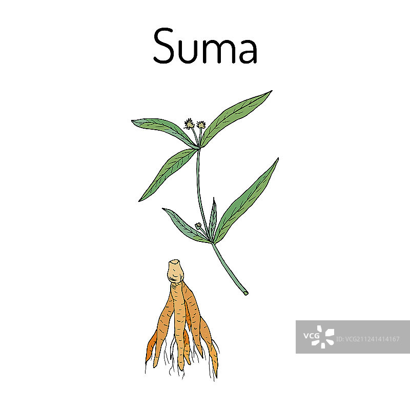 巴西人参图片素材