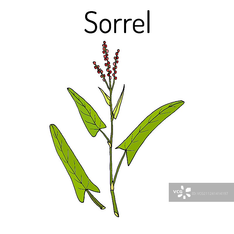 酢浆草植物图片素材