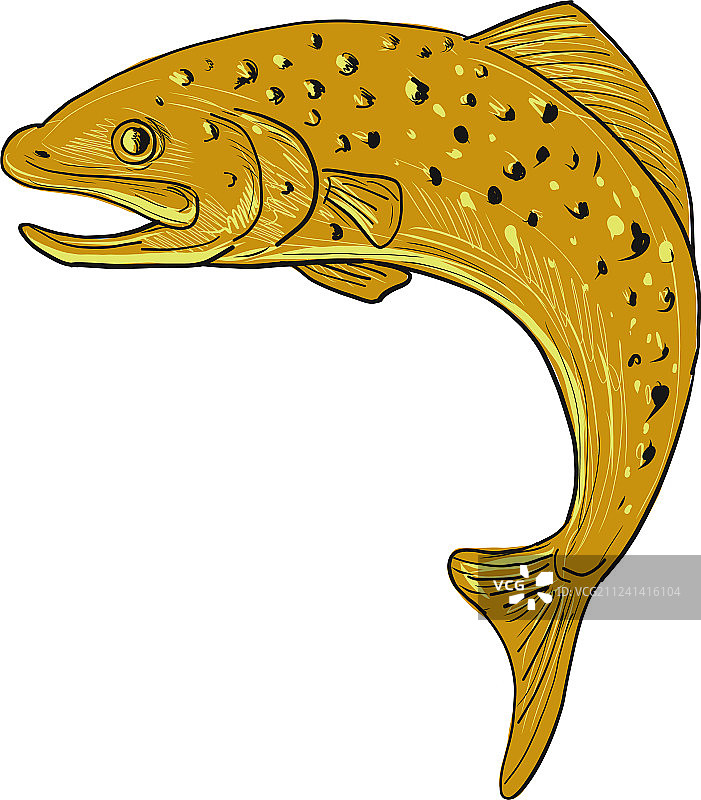 棕色鳟鱼跳跃绘画图片素材