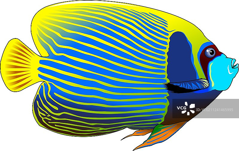 神仙鱼图片素材