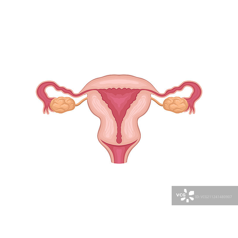 女性生殖系统生物学图标图片素材