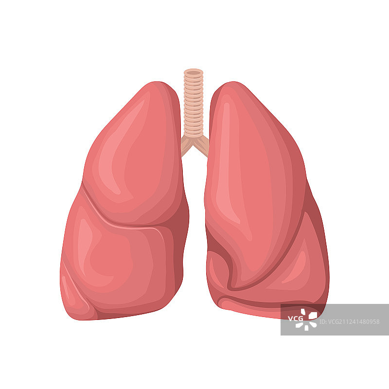 人类肺部结构概念图片素材