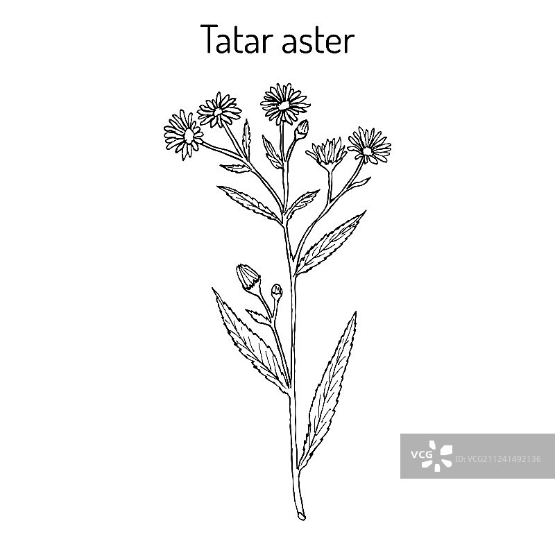 紫菀药用植物图片素材