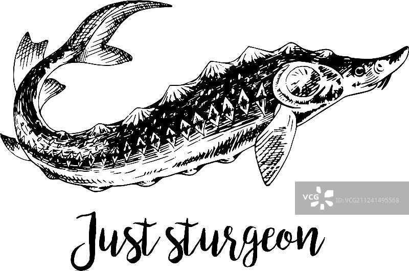 手绘鲟鱼图片素材