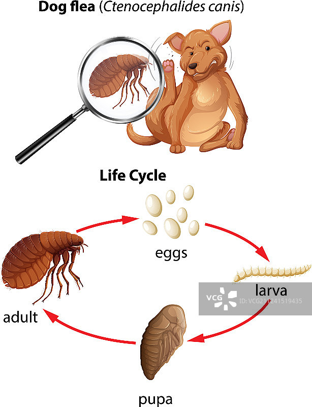 狗跳蚤的生命周期图片素材