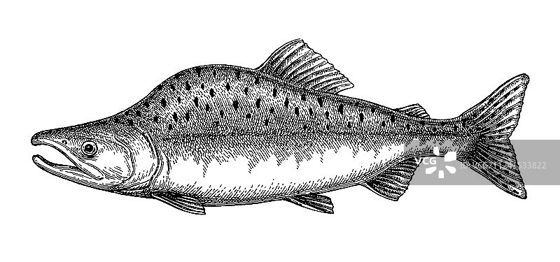 粉色驼背鲑鱼墨水素描图片素材