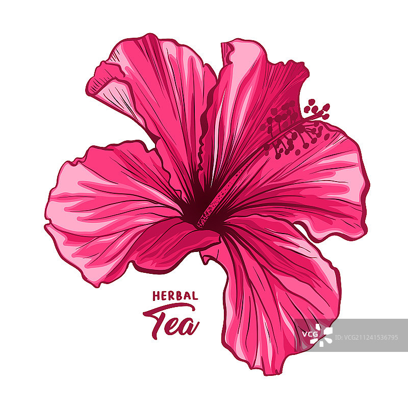 夏威夷芙蓉花香或粉红色锦葵图片素材