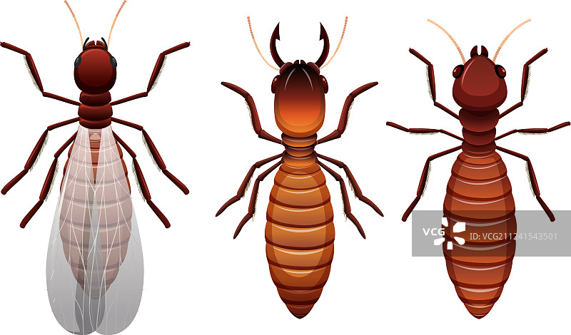 白蚁的不同阶段图片素材