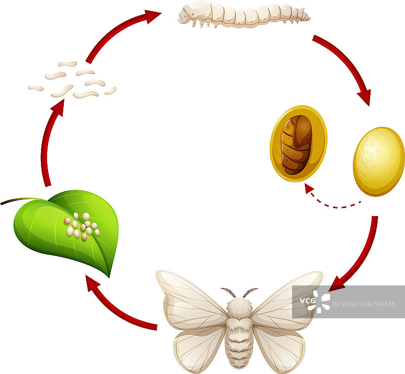 蚕的生命周期图片素材