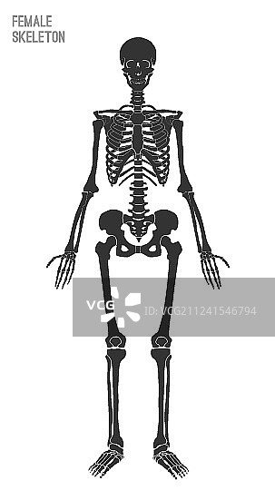 女性骨骼图像图片素材