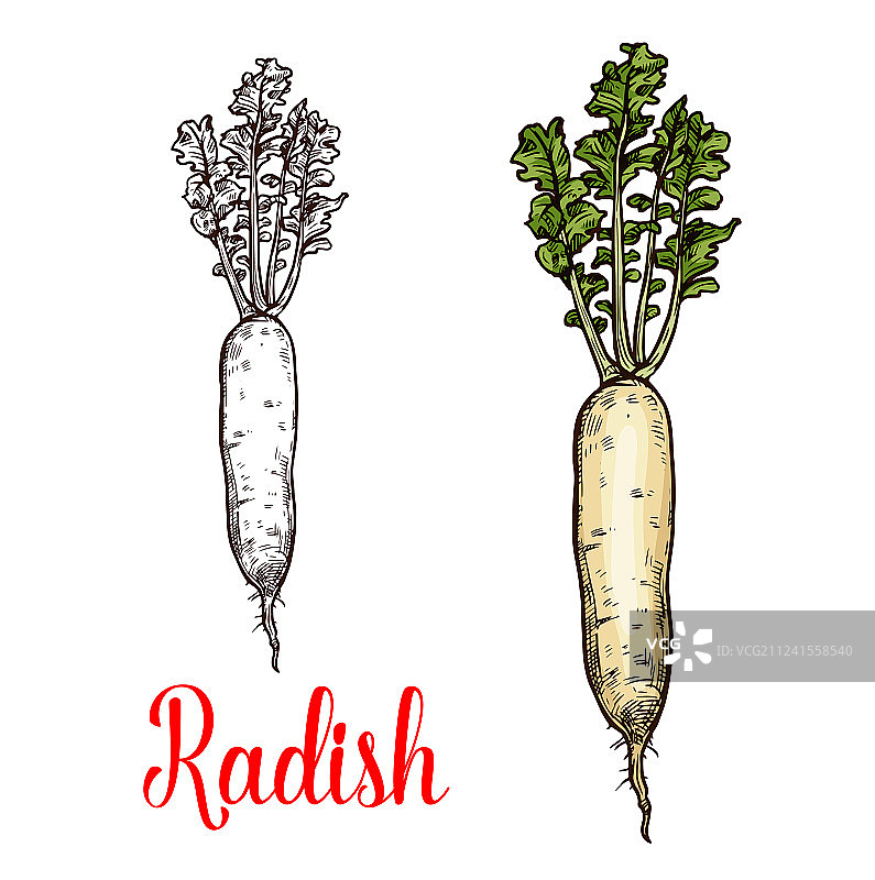 萝卜蔬菜块茎素描图片素材