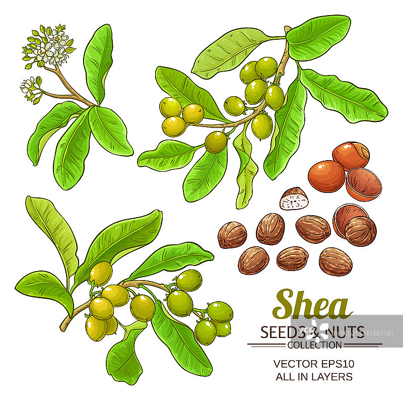 乳木果油套装图片素材