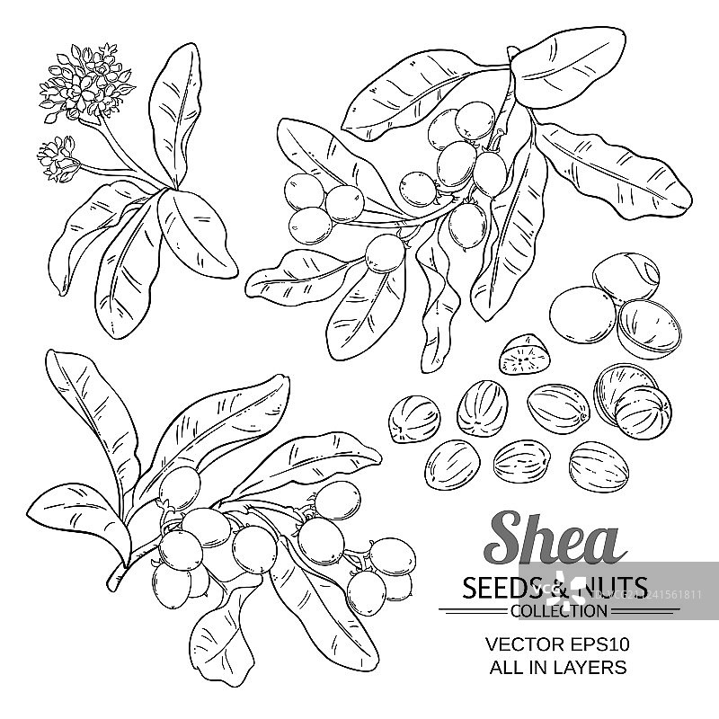 乳木果油套装图片素材