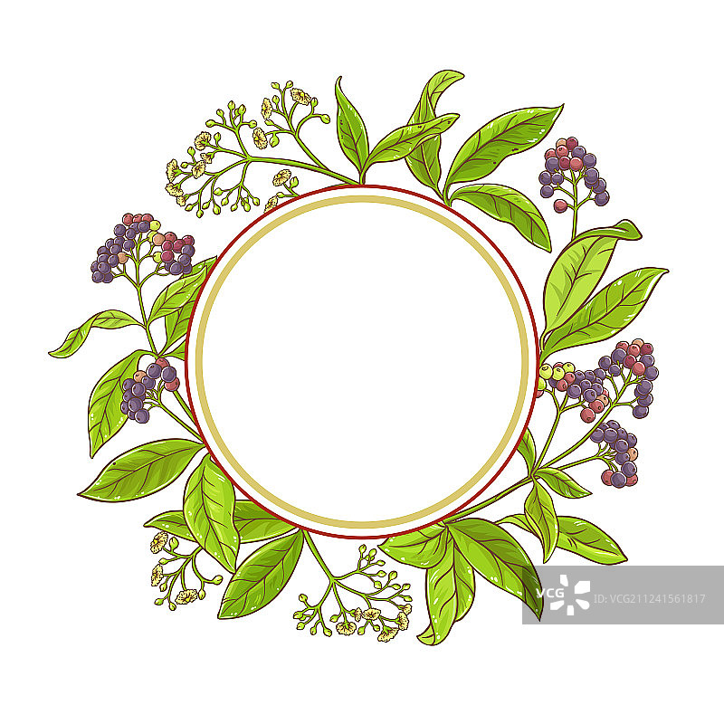 多香果树枝框架图片素材