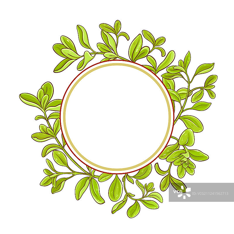 马郁兰枝条框架图片素材