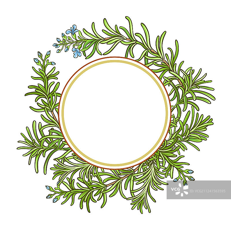 迷迭香枝条图案图片素材