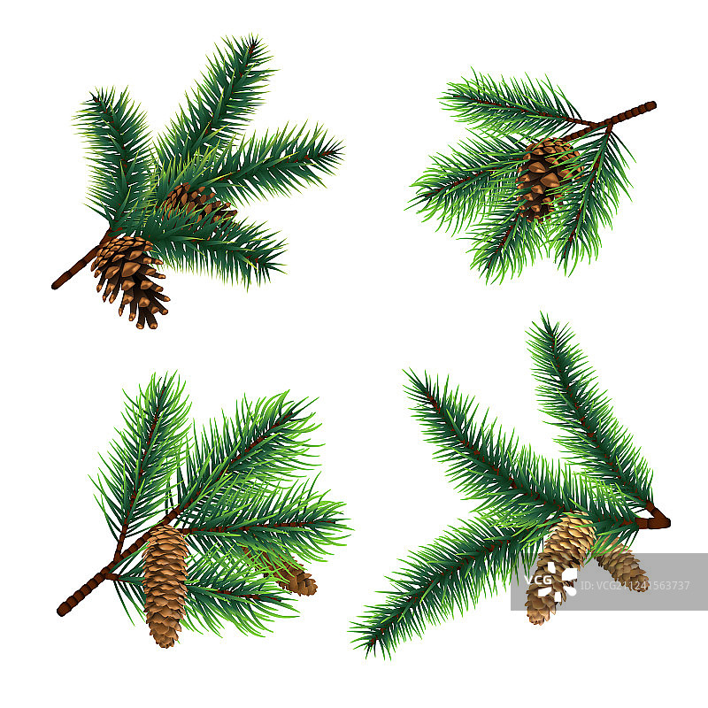 圣诞树枝与松果图片素材