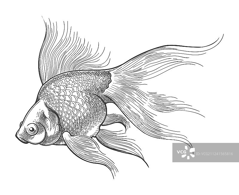 金鱼复古素描图片素材