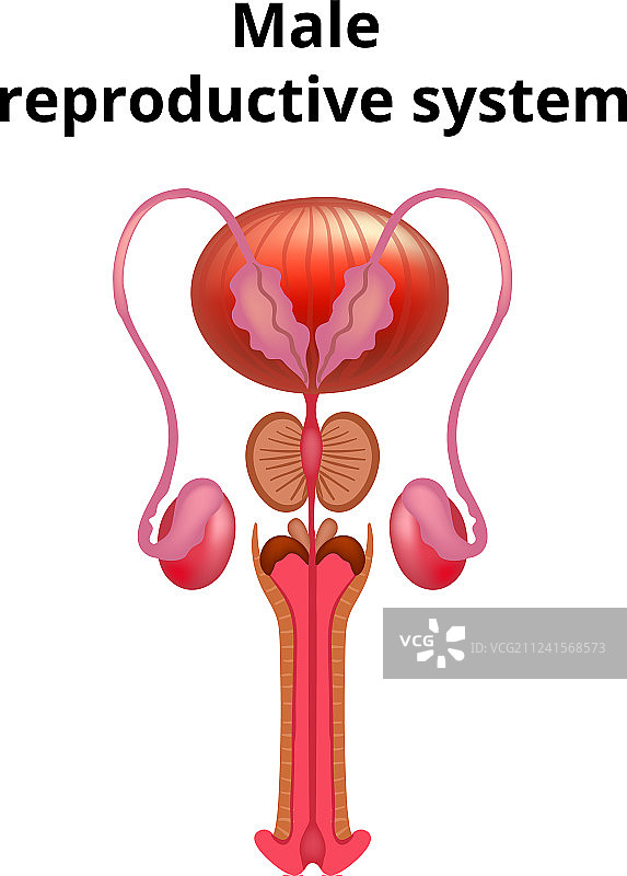 男性生殖系统图片素材
