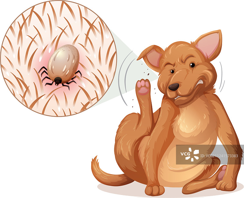 有跳蚤的狗图片素材