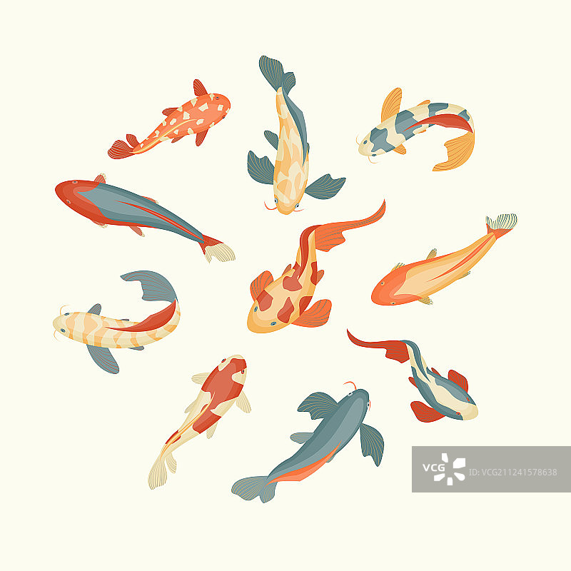 白色背景上的彩色锦鲤图片素材