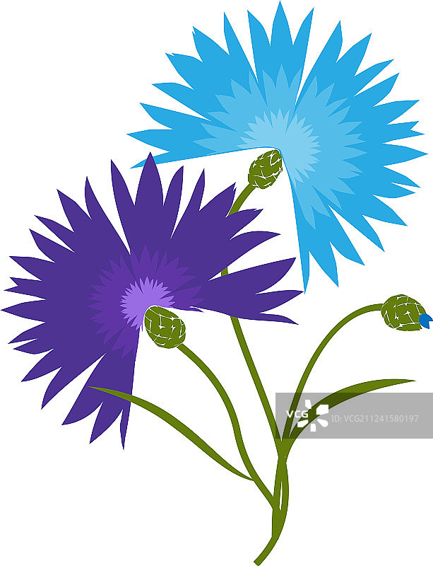 白色背景下的蓝色矢车菊花图片素材