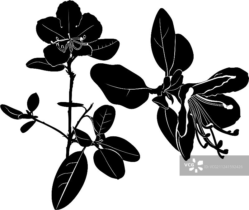 白色背景上的花朵特写图片素材