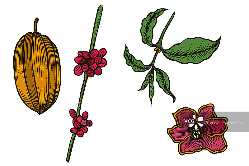 彩色手绘可可豆合集图片素材