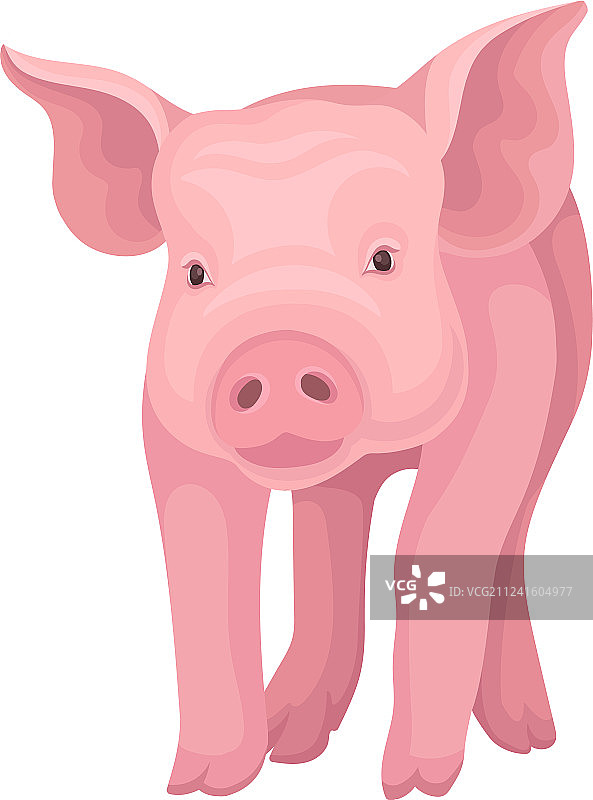 白色背景上可爱的粉色小猪图片素材